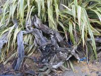 Albums/20060200-New Zealand 2006/20060313-Catlins/65